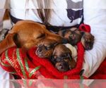 Small #15 Breeder Profile image