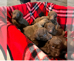 Small #4 Breeder Profile image