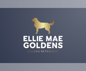 English Cream Golden Retriever Dog Breeder near CLOVIS, CA, USA