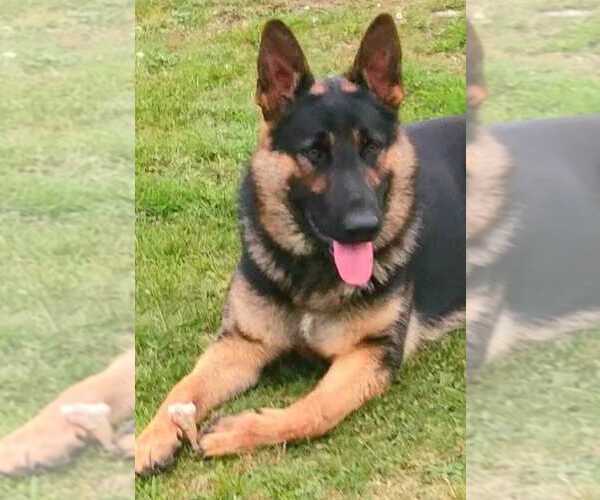 Medium Photo #3  Breeder Profile in ONEONTA, NY, USA