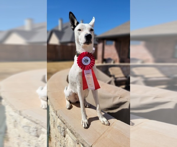 Medium Photo #1  Breeder Profile in AMARILLO, TX, USA