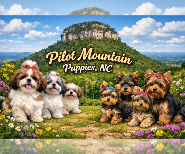 Medium Photo #1  Breeder Profile in PILOT MOUNTAIN, NC, USA
