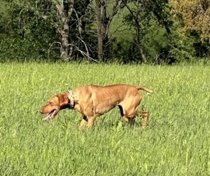 Vizsla Dog Breeder near MARYSVILLE, KS, USA