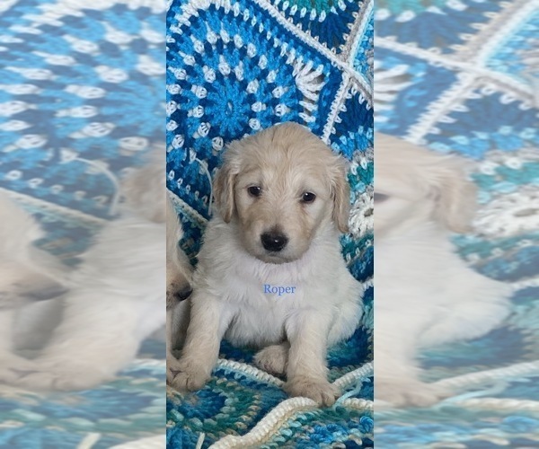 Medium Photo #8  Breeder Profile in PEYTON, CO, USA