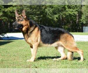 German Shepherd Dog Dog Breeder near OCALA, FL, USA