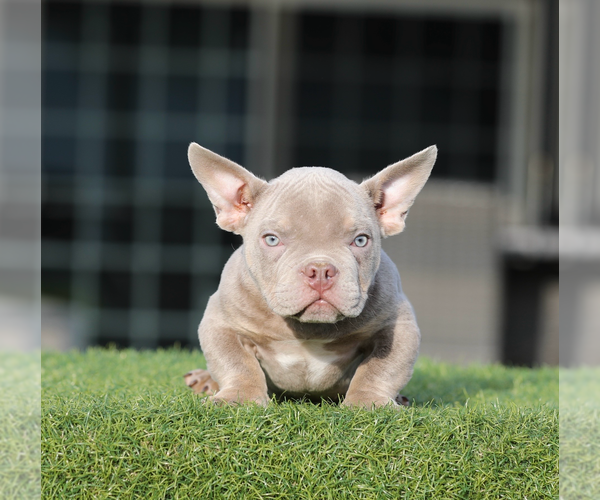 Medium Photo #4  Breeder Profile in BURBANK, CA, USA