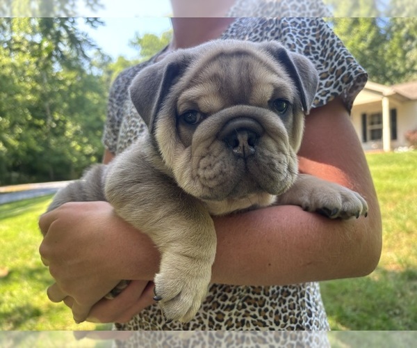 Medium Photo #12  Breeder Profile in DENVER, PA, USA
