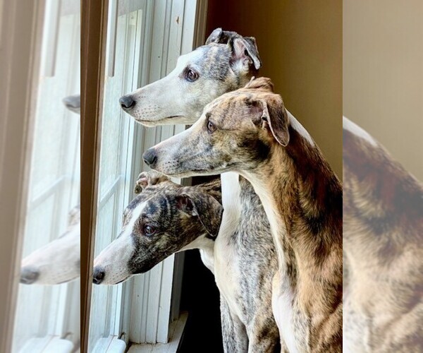 Medium Photo #5  Breeder Profile in COVENTRY, RI, USA