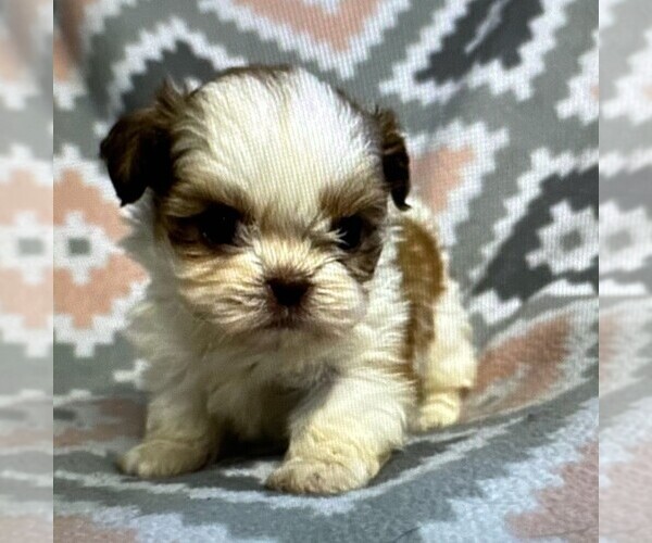 Medium Photo #20  Breeder Profile in STUART, FL, USA