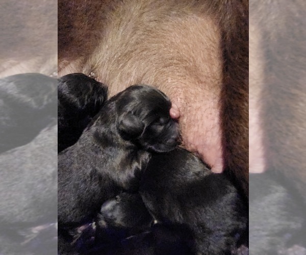 Medium Photo #3  Breeder Profile in MONTROSE, CO, USA