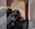 Small Photo #3  Breeder Profile in MONTROSE, CO, USA