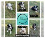 Small Photo #1  Breeder Profile in OVERBROOK, OK, USA