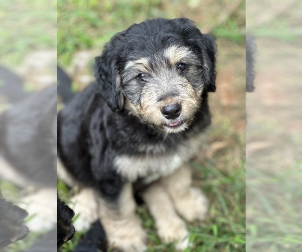 Medium Photo #1  Breeder Profile in CANTON, GA, USA