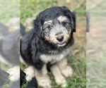 Small breeder photo