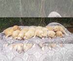 Small breeder photo