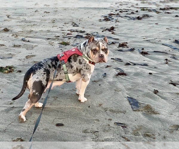 Medium Photo #4  Breeder Profile in PORTLAND, OR, USA