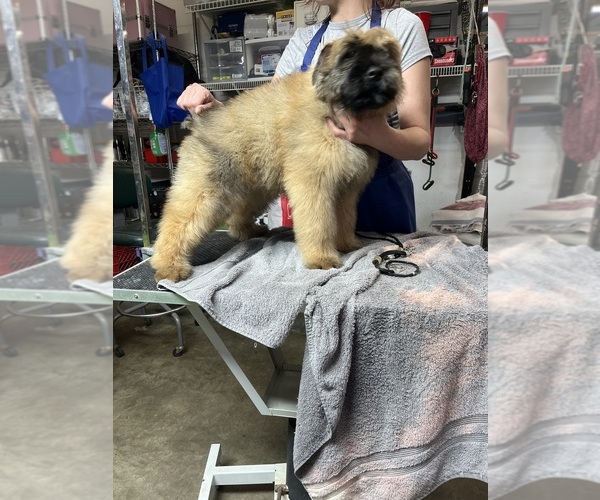 Medium Photo #5  Breeder Profile in LOUISVILLE, KY, USA