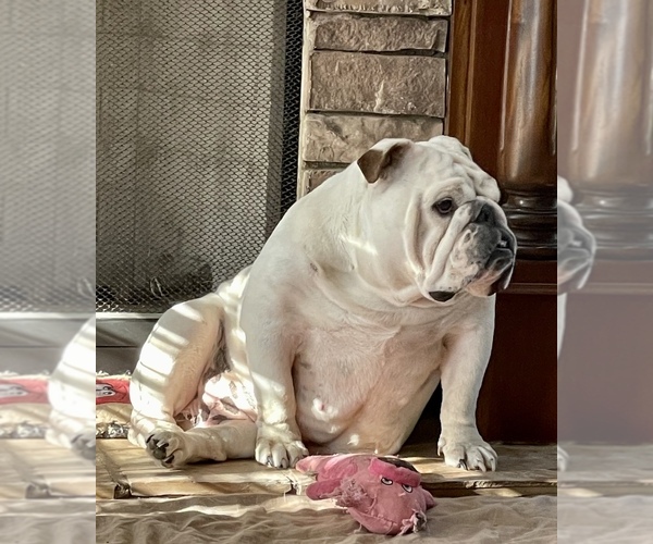 Medium Photo #1  Breeder Profile in GRIFFIN, GA, USA