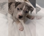 Small breeder photo