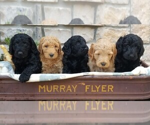 Labradoodle Dog Breeder near ARVADA, CO, USA