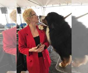 Bernese Mountain Dog Dog Breeder near FIDDLETOWN, CA, USA