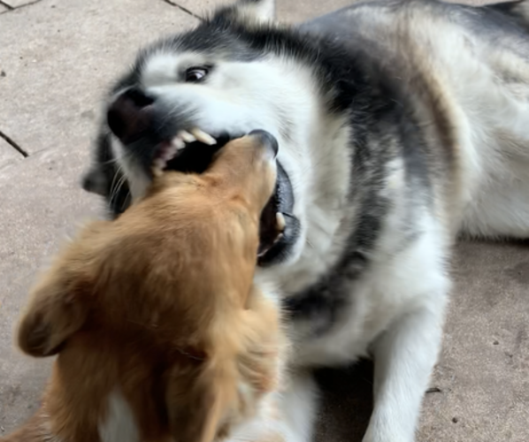 Medium Photo #26  Breeder Profile in MIDLOTHIAN, TX, USA