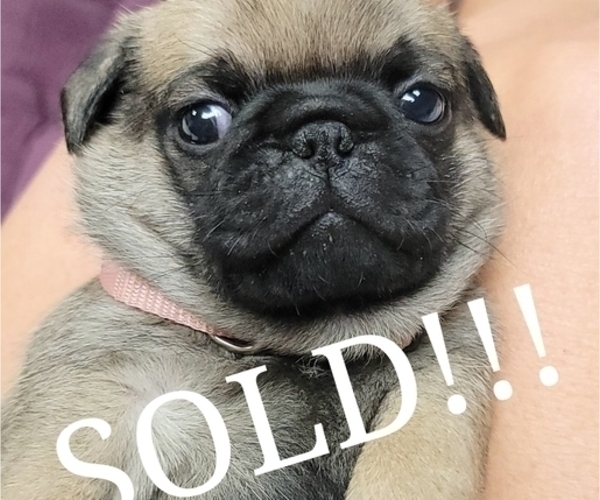 Medium Photo #10  Breeder Profile in CINCINNATI, OH, USA
