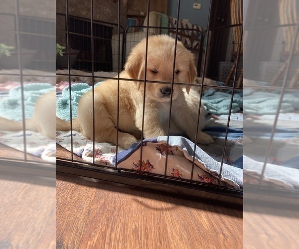 Medium Photo #25  Breeder Profile in FREDONIA, KS, USA