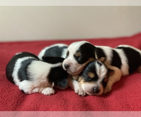 Medium Photo #1  Breeder Profile in WALKER, LA, USA
