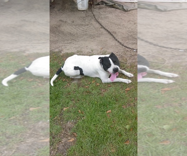 Medium Photo #1  Breeder Profile in CAMDEN, SC, USA