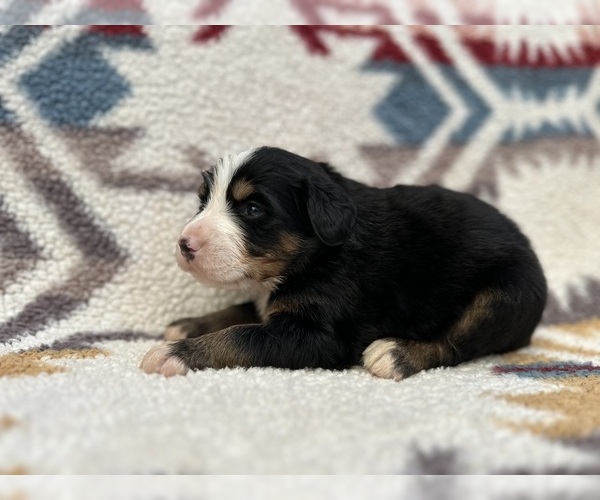Medium Photo #9  Breeder Profile in BROWNFIELD, TX, USA