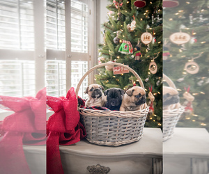 French Bulldog Dog Breeder near MACON, GA, USA