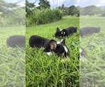 Small #1 Breeder Profile image