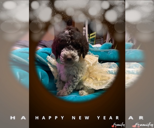 Medium Photo #23  Breeder Profile in YUBA CITY, CA, USA