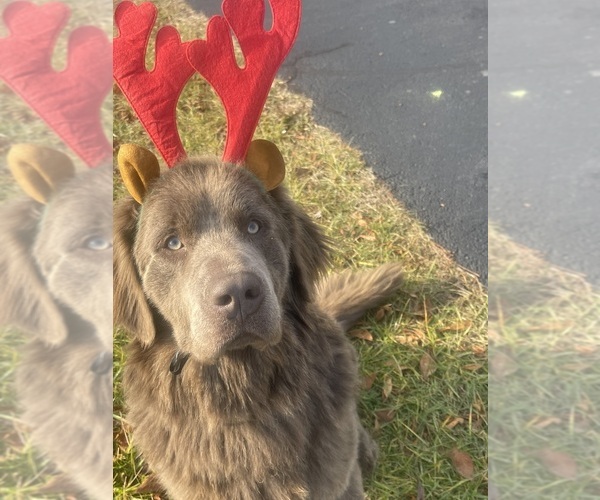 Medium Photo #13  Breeder Profile in MARTINSBURG, WV, USA