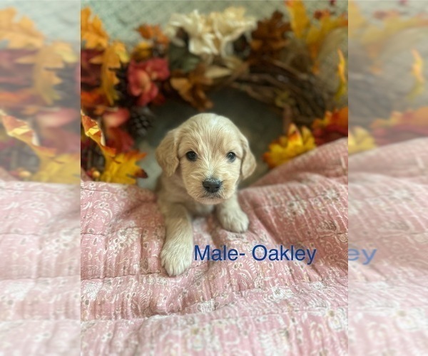 Medium Photo #10  Breeder Profile in BLANCHESTER, OH, USA