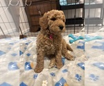 Small #2 Breeder Profile image