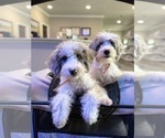 Small #2 Breeder Profile image