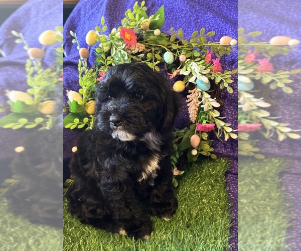 Medium Photo #2  Breeder Profile in CRESCENT, OK, USA