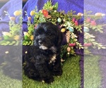 Small #1 Breeder Profile image