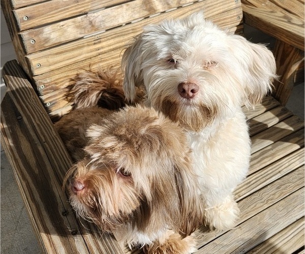 Medium Photo #9  Breeder Profile in ALBION, PA, USA