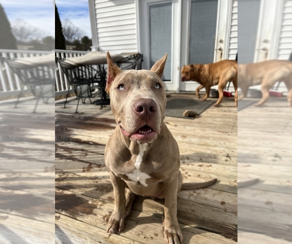 Medium Photo #29  Breeder Profile in GOSHEN, KY, USA