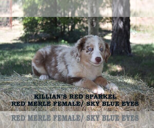Medium Photo #12  Breeder Profile in CHANDLER, AZ, USA