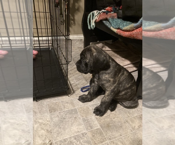 Medium Photo #1  Breeder Profile in HERRIN, IL, USA