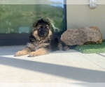 Small #177 Breeder Profile image