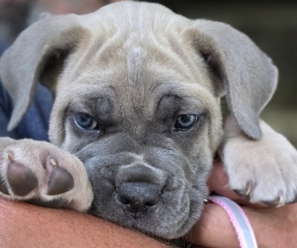 Medium Photo #5  Breeder Profile in BANGS, TX, USA