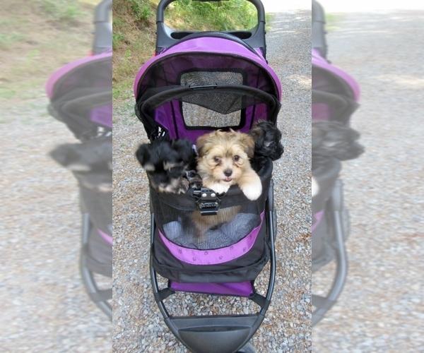 Medium Photo #6  Breeder Profile in POST FALLS, ID, USA