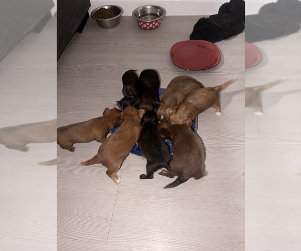 Medium Photo #2  Breeder Profile in SAN ANTONIO, TX, USA