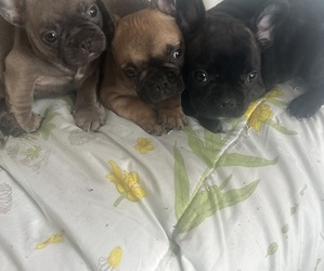 French Bulldog Dog Breeder near TUCSON, AZ, USA