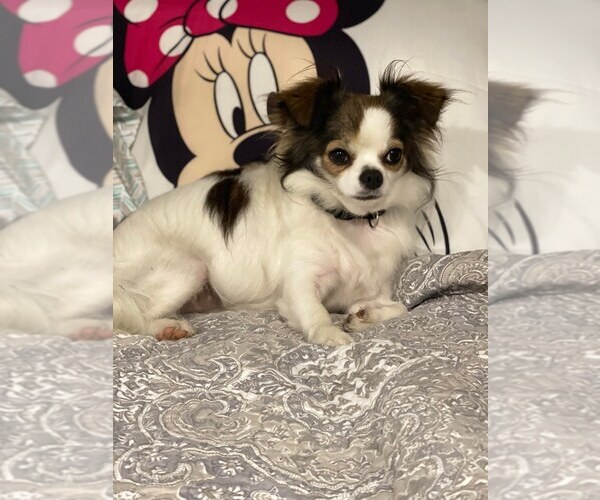 Medium Photo #39  Breeder Profile in HOMERVILLE, GA, USA
